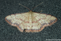 Idaea craspedota