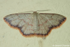 Idaea craspedota