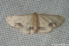 Idaea chotaria