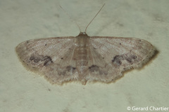 Idaea chotaria