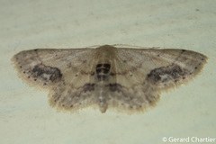 Idaea chotaria