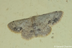 Idaea chotaria