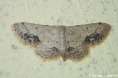 Idaea chotaria