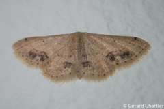Idaea chotaria