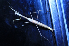 Phasmomantis sumichrasti