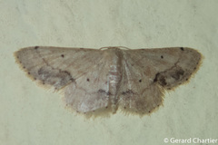 Idaea chotaria