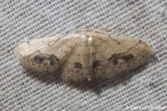 Idaea chotaria