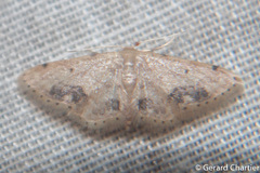 Idaea chotaria