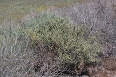 Suaeda taxifolia