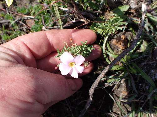 Image of Oxalis multicaulis by (c) Eugene Hahndiek, some rights reserved (CC BY-SA)