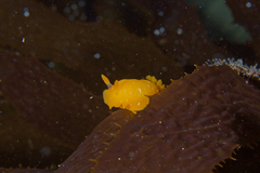 Doriopsilla aurea