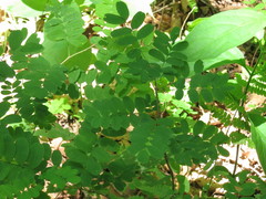 Caragana manshurica