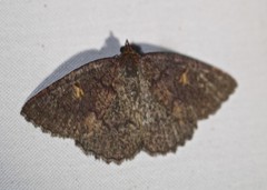 Apodasmia rufonigraria