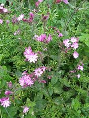 Silene dioica