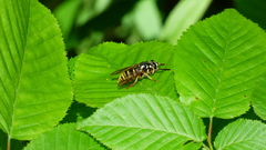 Temnostoma excentrica