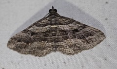 Chrysolarentia severata