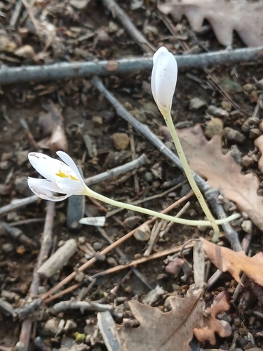 Colchicum micranthum