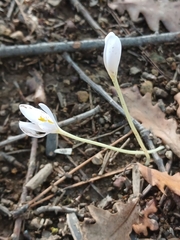 Colchicum micranthum