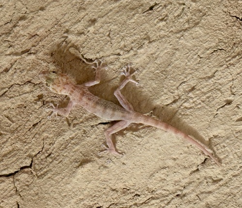 Yellow Fan-fingered Gecko