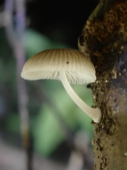 Mycena chlorophos