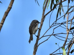 Plectorhyncha lanceolata
