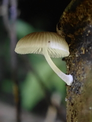 Mycena chlorophos