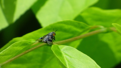 Chrysops cincticornis