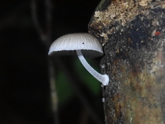 Mycena chlorophos