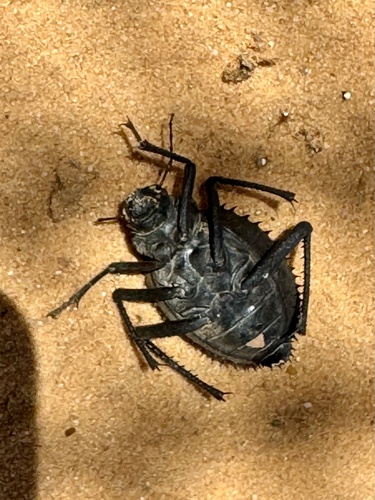 Urchin Beetle