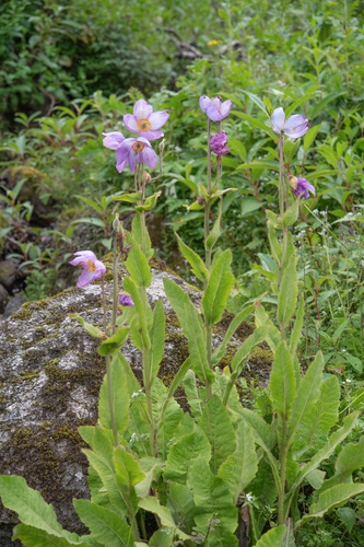 Meconopsis gakyidiana, photograph 3