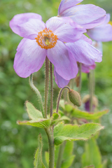 Meconopsis gakyidiana, photograph Morten Ross, CC BY, iNaturalist via GBIF