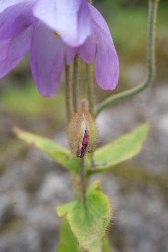 Meconopsis gakyidiana, photograph 2