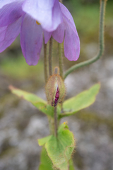 Meconopsis gakyidiana, photograph Morten Ross, CC BY, iNaturalist via GBIF