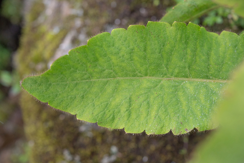 Meconopsis gakyidiana, photograph 4