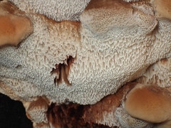 Postia pelliculosa