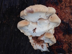 Postia pelliculosa
