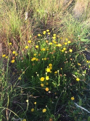 Rutidosis murchisonii