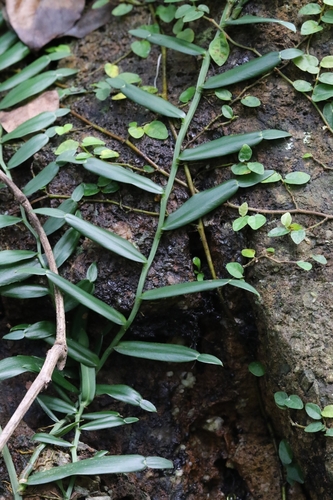 Pothos repens, photograph 2