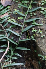 Pothos repens, photograph author not stated, no rights reserved