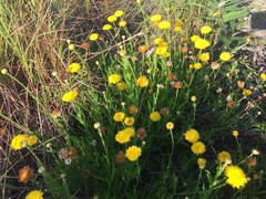 Rutidosis murchisonii