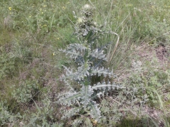 Carduus nutans leiophyllus