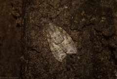 Polylopha epidesma