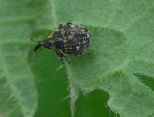 Small Nettle Weevil