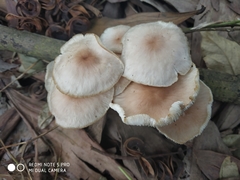 Physalacriaceae