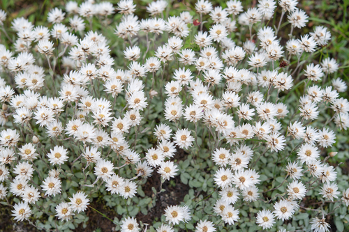 Anaphalis nepalensis, photograph 5