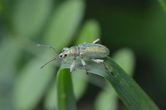 Phyllobius arborator