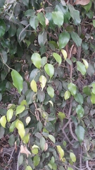 Ficus