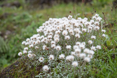 Anaphalis nepalensis, photograph (c) Morten Ross, some rights reserved (CC BY)