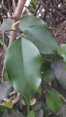 Ficus