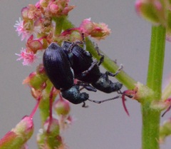Phyllobius viridicollis